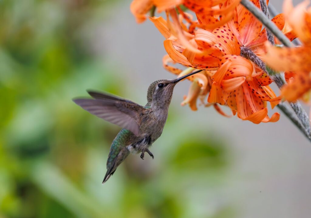 Captivating shot of a hummingbird feeding on a vibrant orange Lilium flower with soft bokeh background. Mateo
